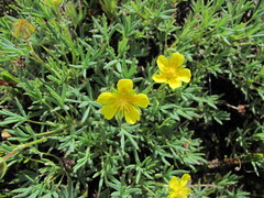 Potentilla biflora