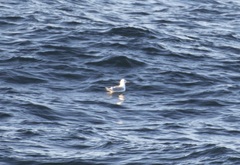 Larus glaucescens
