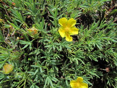 Potentilla biflora
