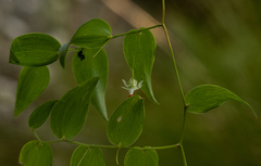 Asparagus asparagoides image