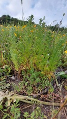 Oncosiphon suffruticosus