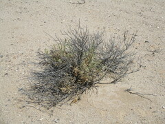 Pechuel-loeschea leubnitziae