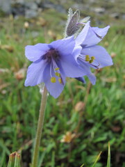 Polemonium acutiflorum