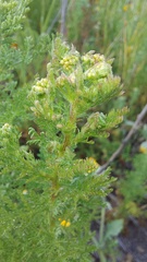 Oncosiphon suffruticosus