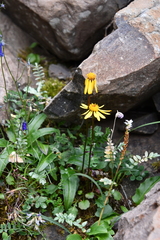 Packera heterophylla