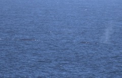 Balaenoptera physalus