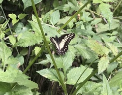 Catasticta nimbice