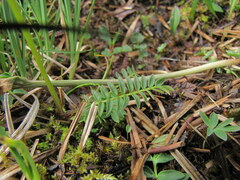 Polemonium acutiflorum