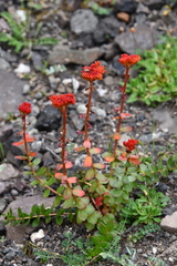 Rhodiola rosea
