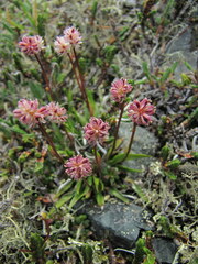 Tofieldia coccinea