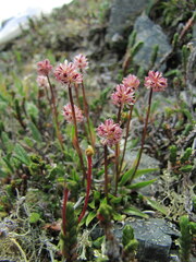 Tofieldia coccinea