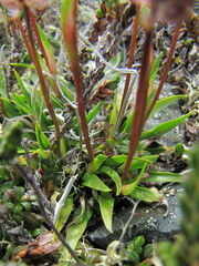 Tofieldia coccinea