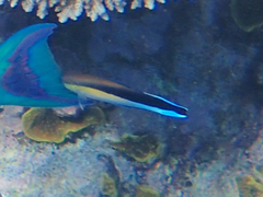 Labroides dimidiatus