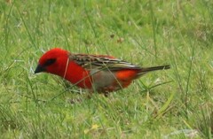 Foudia madagascariensis