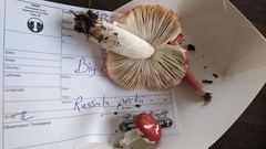 Russula peckii