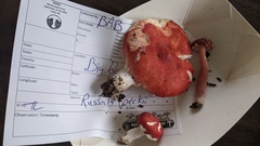 Russula peckii
