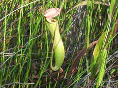 Nepenthes mirabilis