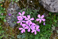 Dianthus repens