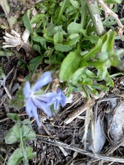 Cichorium intybus