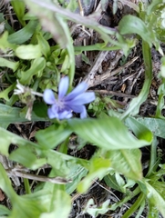 Cichorium intybus