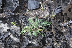 Oxytropis tichomirovii