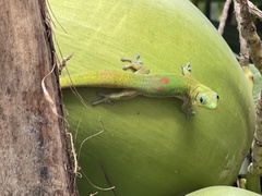 Phelsuma laticauda laticauda