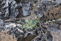 Oxytropis tichomirovii