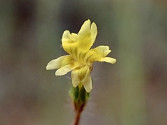 Goodenia pusilliflora