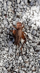 Allonemobius fasciatus