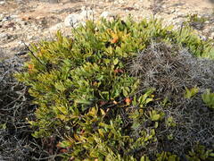 Osyris lanceolata