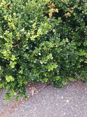 Buxus microphylla
