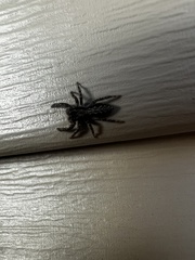 Platycryptus californicus