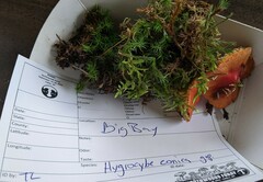 Hygrocybe conica
