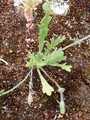 Goodenia pusilliflora