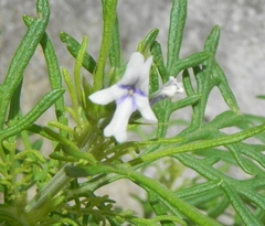 Lavandula