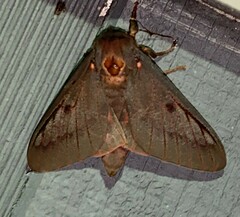 Citheronia sepulcralis