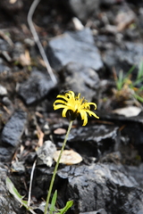 Taraxacum macilentum