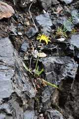 Taraxacum macilentum
