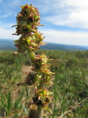 Micranthes hieraciifolia