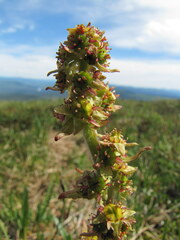 Micranthes hieraciifolia