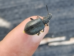Lagria ventralis