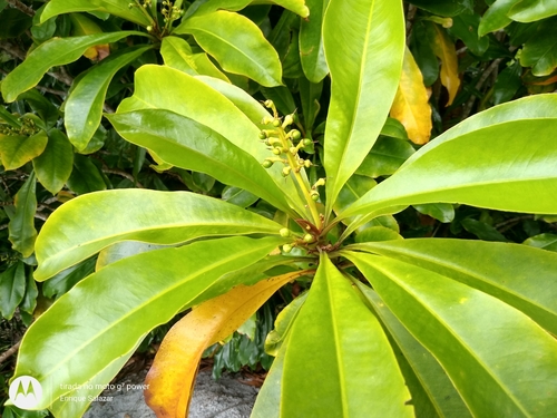 Rhabdodendron amazonicum (Rhabdodendron amazonicum)