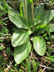 Micranthes hieraciifolia