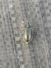 Lagria ventralis