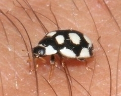 Oenopia lyncea