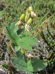 Astragalus umbellatus