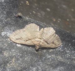 Costaconvexa