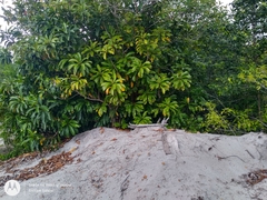 Rhabdodendron amazonicum