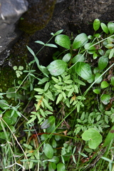Cryptogramma stelleri