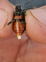 Lagria ventralis